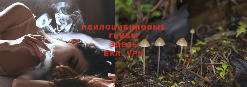 Псилоцибиновые грибы MAGIC MUSHROOMS  где найти наркотики  Ессентуки 